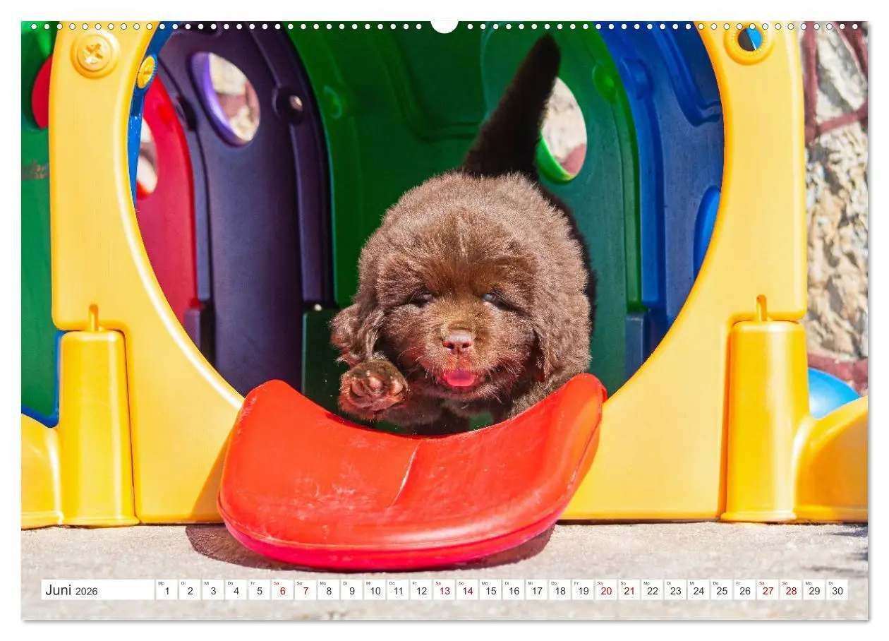 Bild: 9783457364024 | Neufundländer - Kleine Weltentdecker (hochwertiger Premium...
