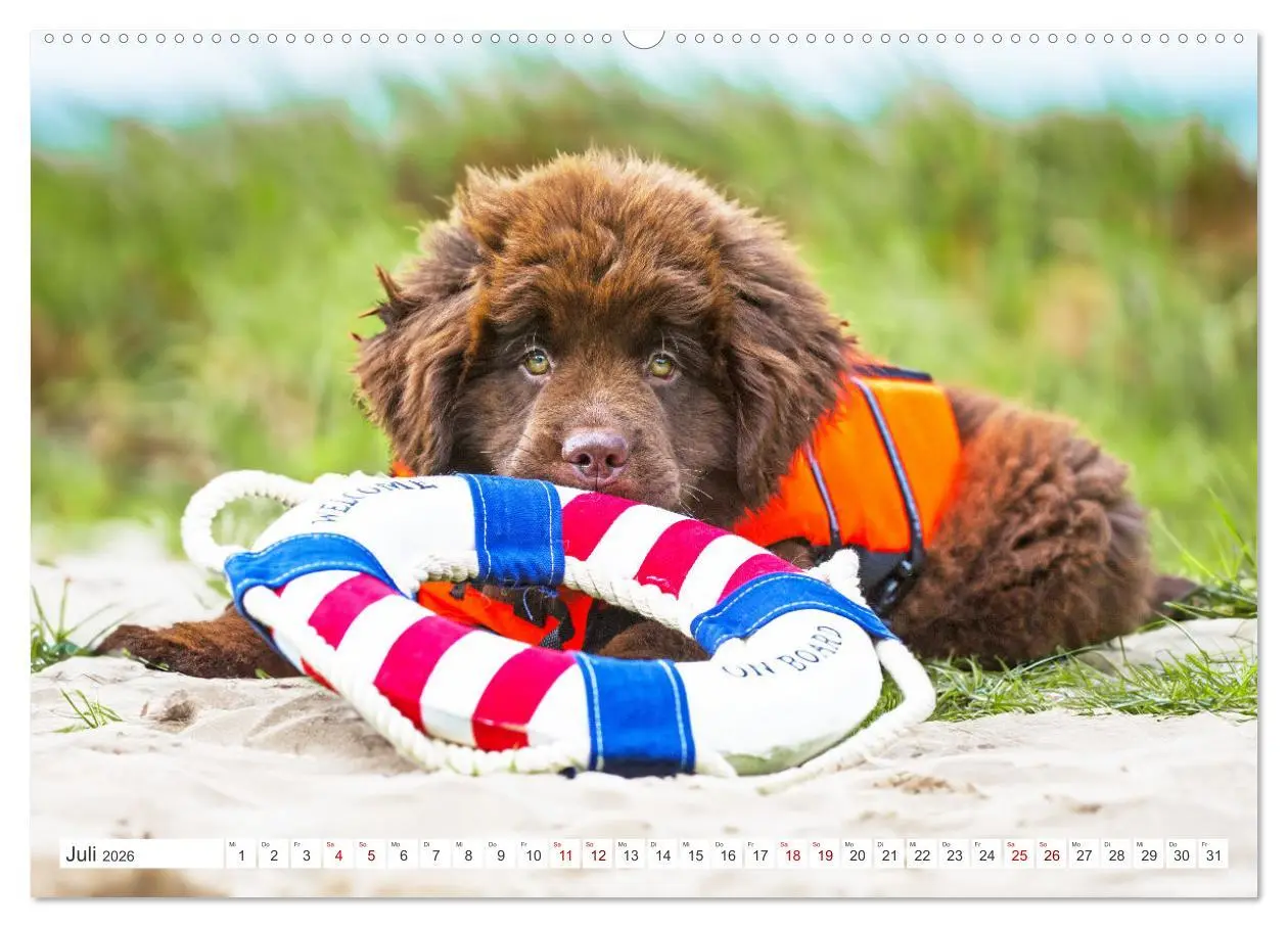 Bild: 9783457364024 | Neufundländer - Kleine Weltentdecker (hochwertiger Premium...