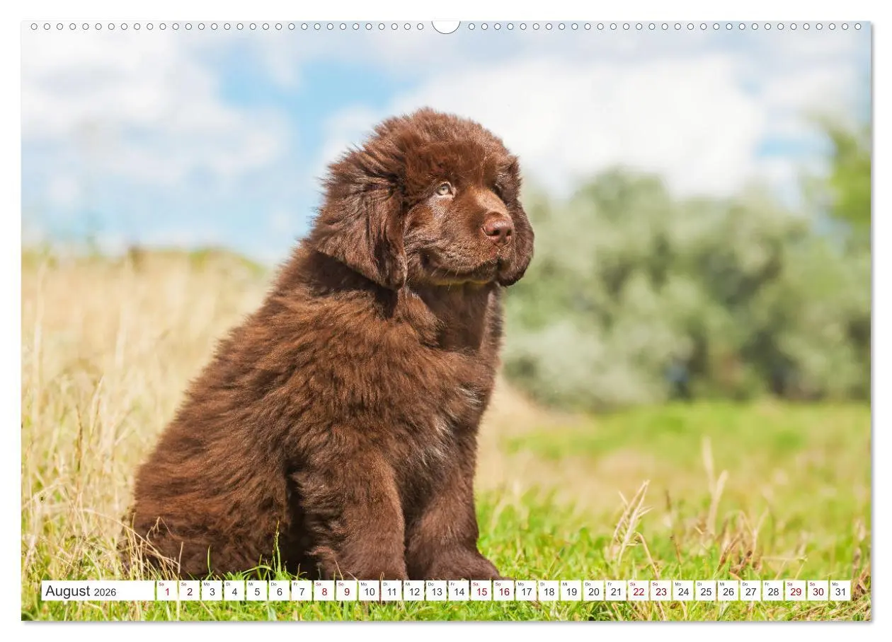 Bild: 9783457364024 | Neufundländer - Kleine Weltentdecker (hochwertiger Premium...