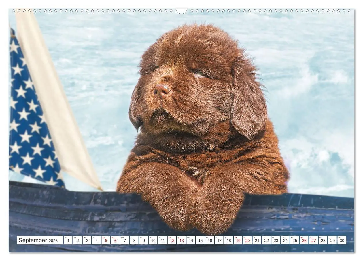 Bild: 9783457364024 | Neufundländer - Kleine Weltentdecker (hochwertiger Premium...