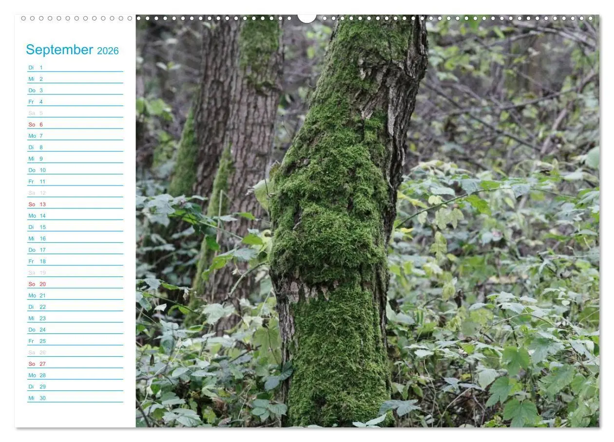 Bild: 9783457984024 | Wunderschöner Spreewald (Wandkalender 2026 DIN A2 quer), CALVENDO...