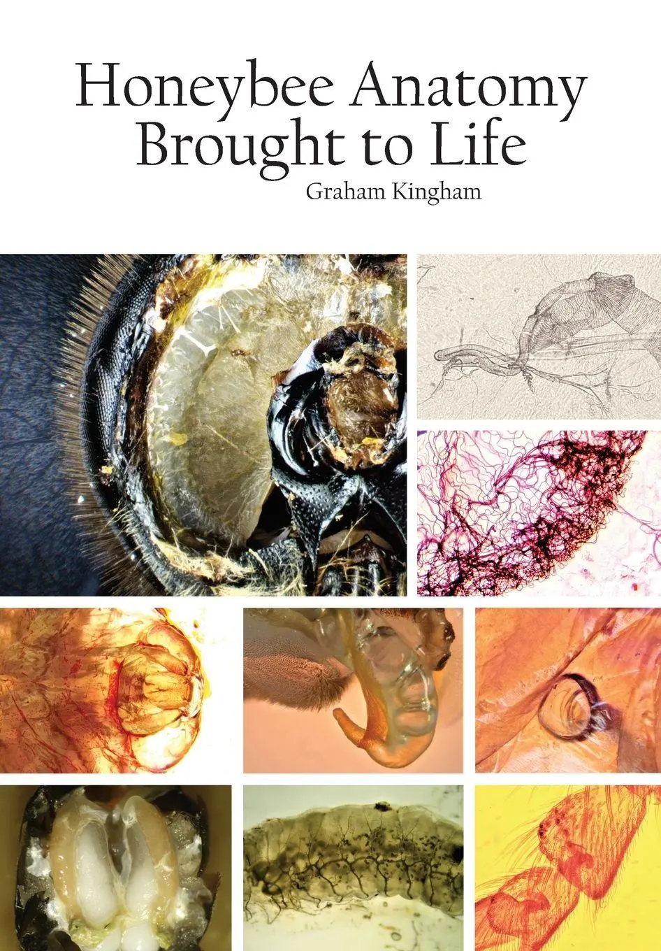 Cover: 9781914934124 | Honeybee Anatomy Brought to Life | Graham Kingham | Taschenbuch | 2022