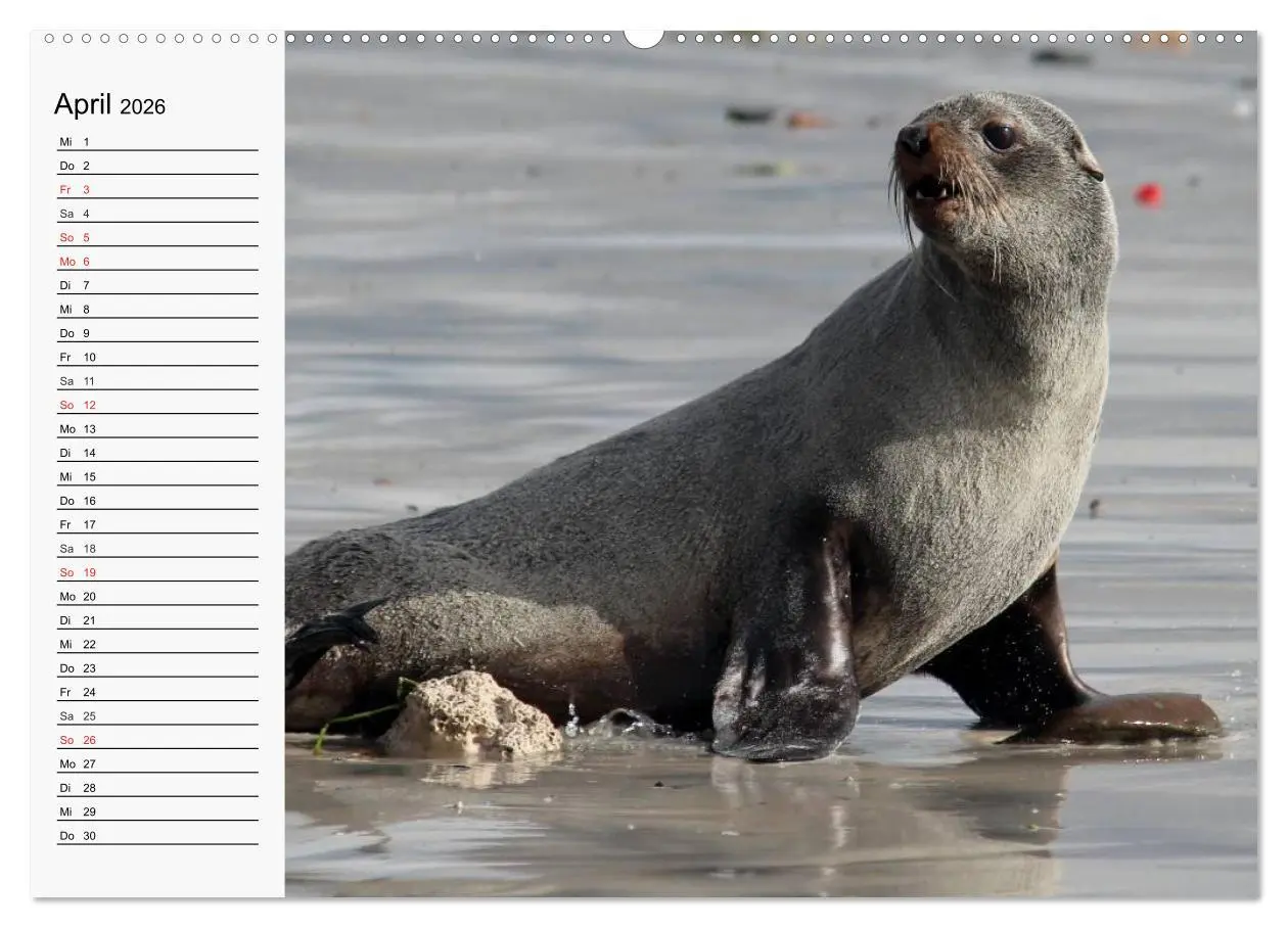Bild: 9783457974124 | Seehunde und Otter. Putzige Gesellen, perfekte Schwimmer...