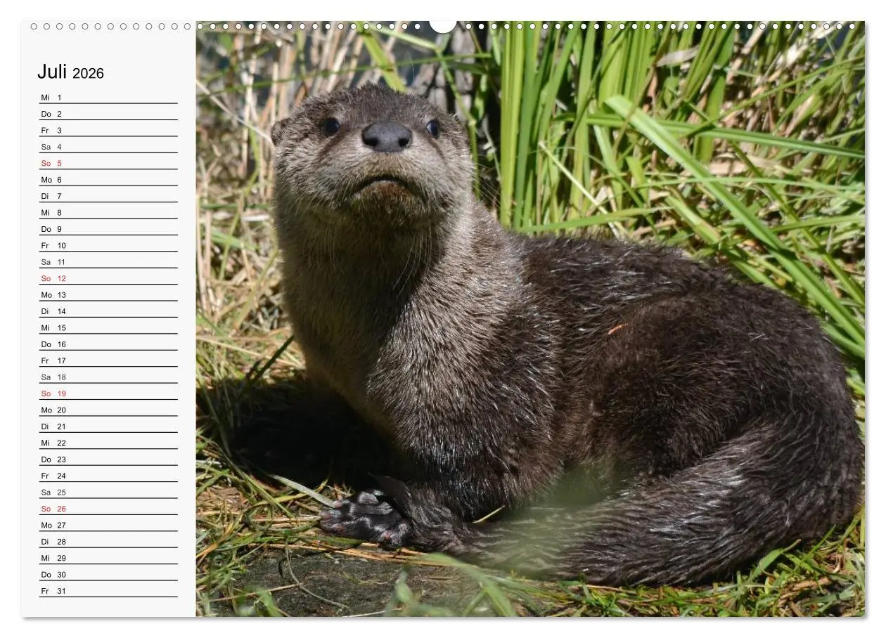 Bild: 9783457974124 | Seehunde und Otter. Putzige Gesellen, perfekte Schwimmer...