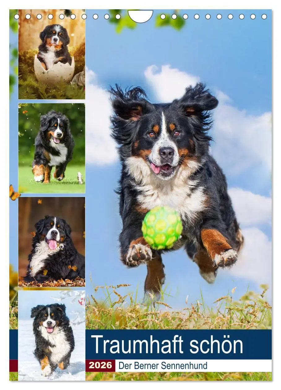 Cover: 9783516374124 | Traumhaft schön - Der Berner Sennenhund (Wandkalender 2026 DIN A4...