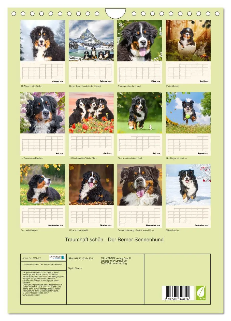 Bild: 9783516374124 | Traumhaft schön - Der Berner Sennenhund (Wandkalender 2026 DIN A4...