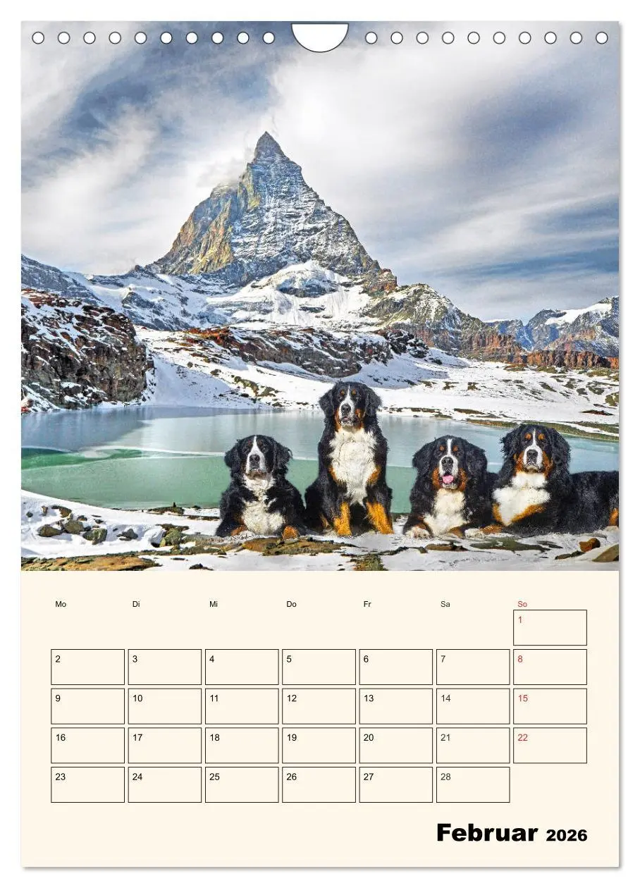 Bild: 9783516374124 | Traumhaft schön - Der Berner Sennenhund (Wandkalender 2026 DIN A4...