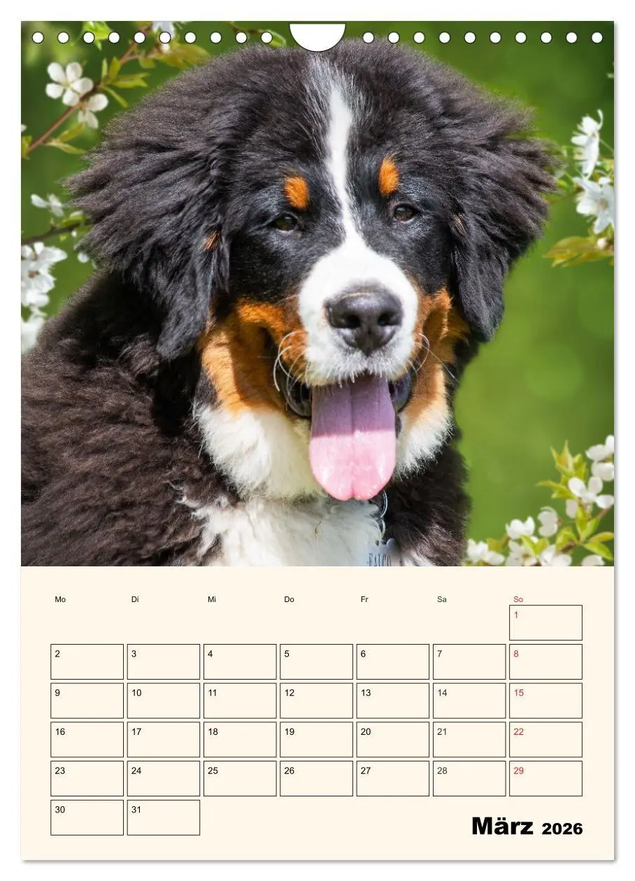 Bild: 9783516374124 | Traumhaft schön - Der Berner Sennenhund (Wandkalender 2026 DIN A4...