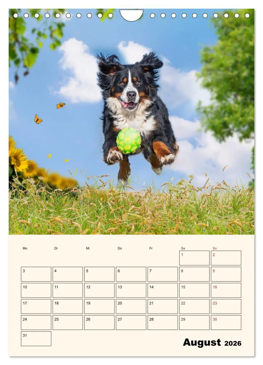 Bild: 9783516374124 | Traumhaft schön - Der Berner Sennenhund (Wandkalender 2026 DIN A4...