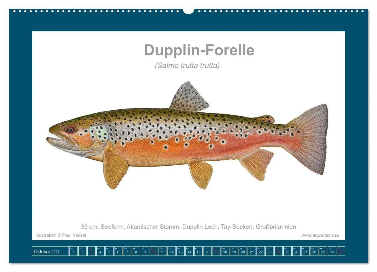 Bild: 9783516754124 | Fisch als Kunst 2027: Seeforellen (Wandkalender 2027 DIN A2 quer),...