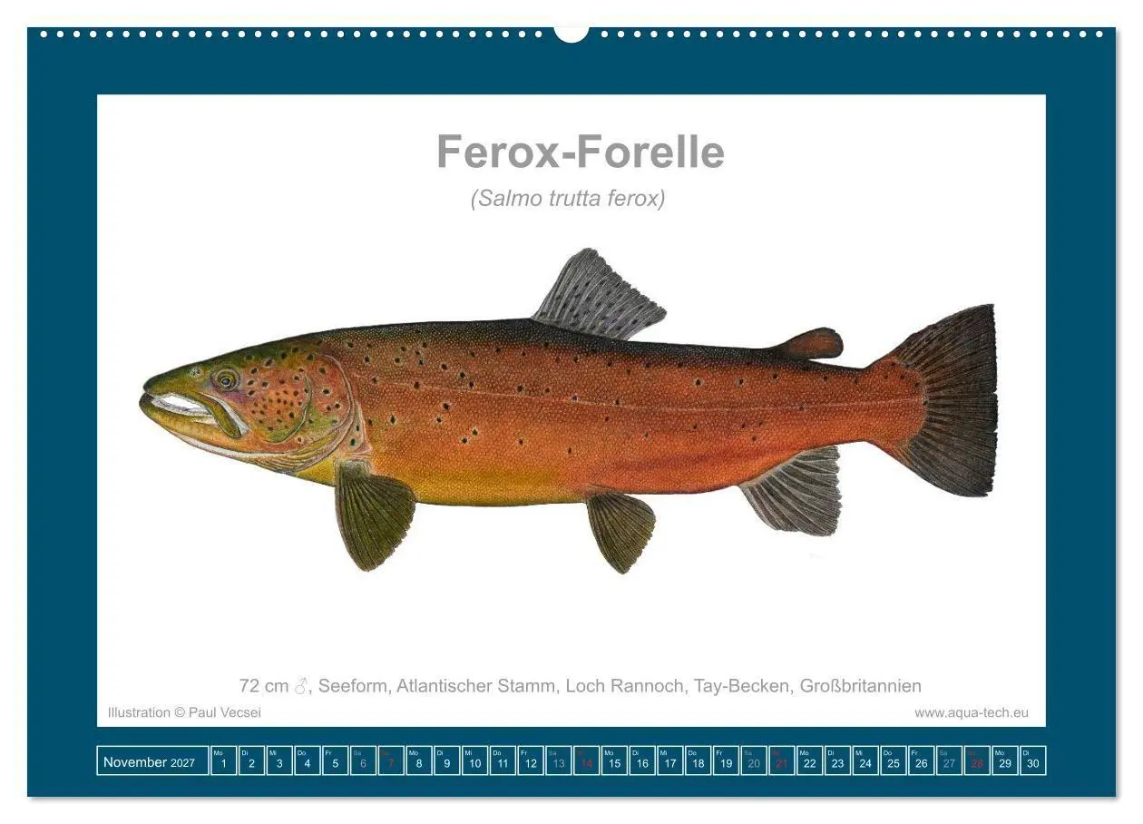 Bild: 9783516754124 | Fisch als Kunst 2027: Seeforellen (Wandkalender 2027 DIN A2 quer),...