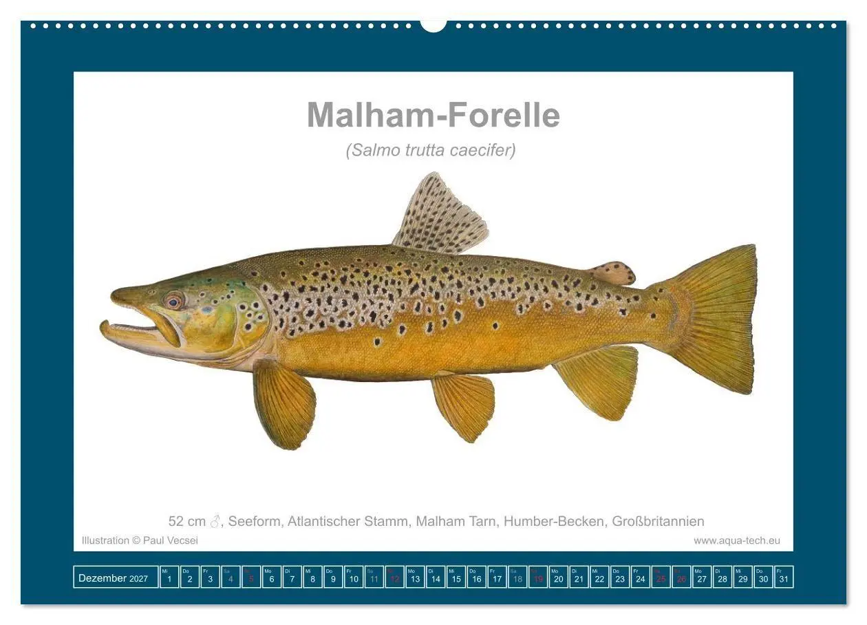 Bild: 9783516754124 | Fisch als Kunst 2027: Seeforellen (Wandkalender 2027 DIN A2 quer),...