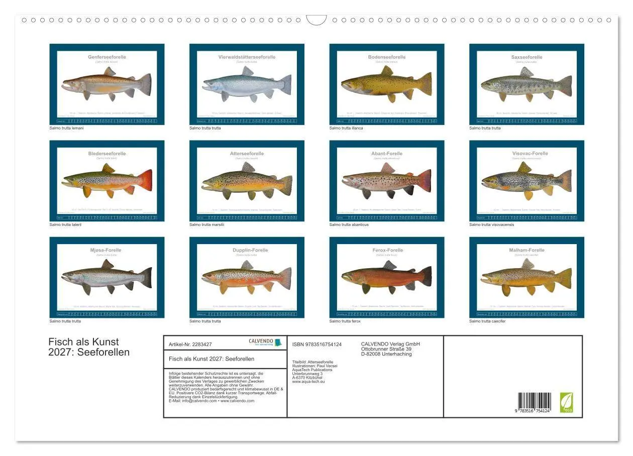 Bild: 9783516754124 | Fisch als Kunst 2027: Seeforellen (Wandkalender 2027 DIN A2 quer),...