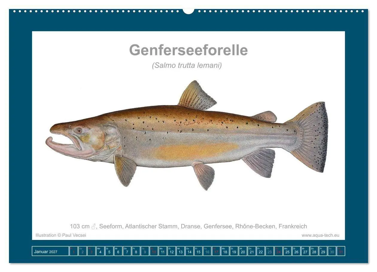 Bild: 9783516754124 | Fisch als Kunst 2027: Seeforellen (Wandkalender 2027 DIN A2 quer),...