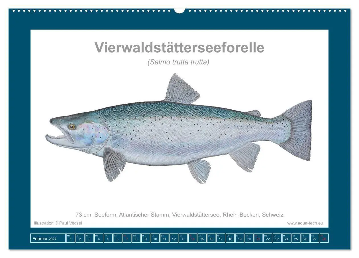Bild: 9783516754124 | Fisch als Kunst 2027: Seeforellen (Wandkalender 2027 DIN A2 quer),...