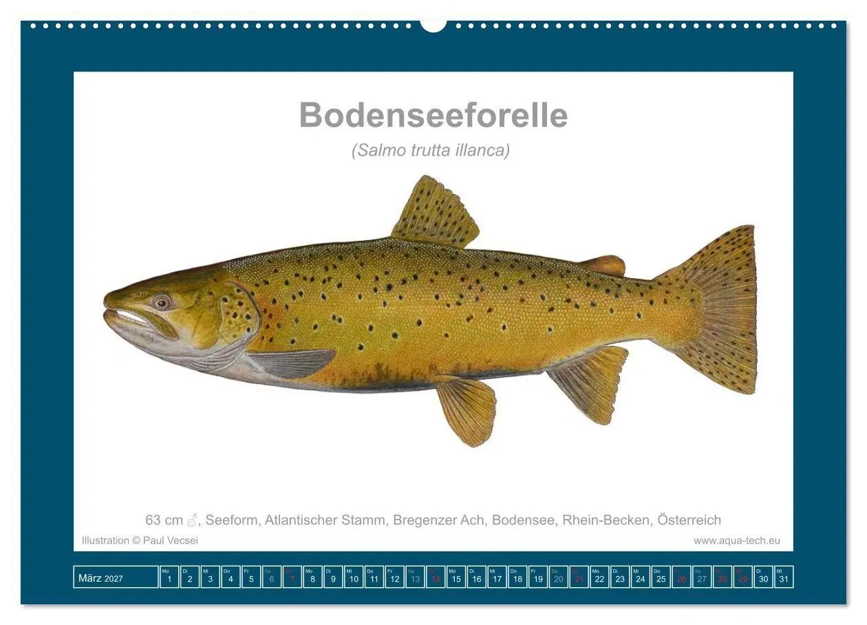 Bild: 9783516754124 | Fisch als Kunst 2027: Seeforellen (Wandkalender 2027 DIN A2 quer),...