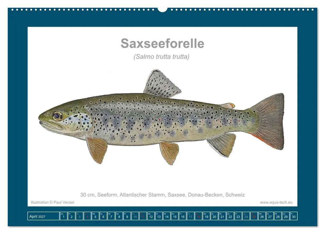 Bild: 9783516754124 | Fisch als Kunst 2027: Seeforellen (Wandkalender 2027 DIN A2 quer),...