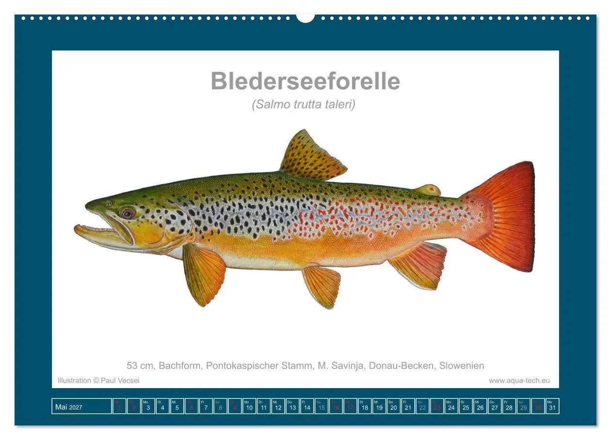 Bild: 9783516754124 | Fisch als Kunst 2027: Seeforellen (Wandkalender 2027 DIN A2 quer),...