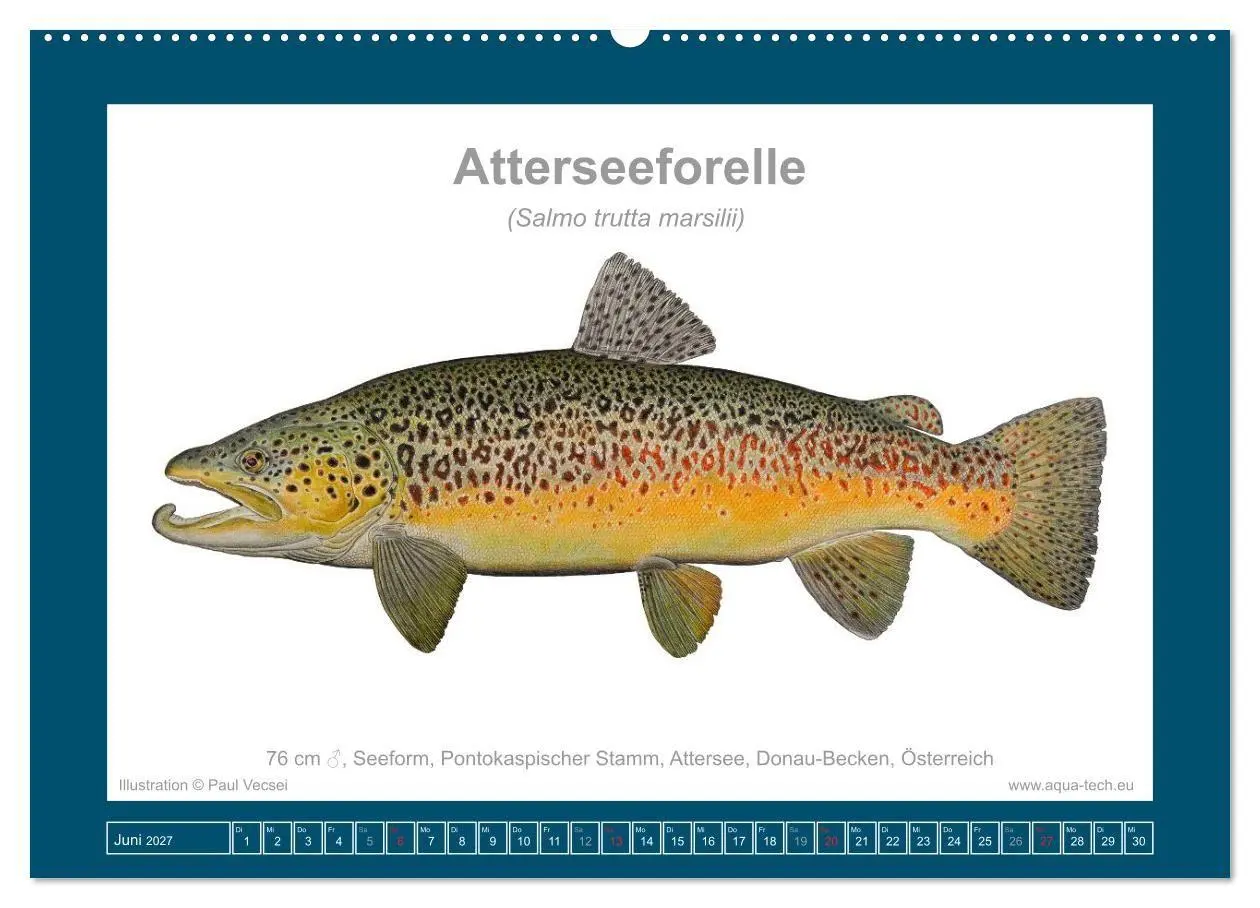 Bild: 9783516754124 | Fisch als Kunst 2027: Seeforellen (Wandkalender 2027 DIN A2 quer),...