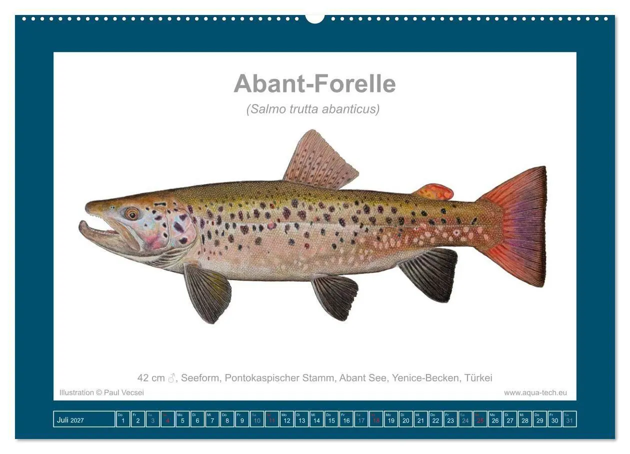 Bild: 9783516754124 | Fisch als Kunst 2027: Seeforellen (Wandkalender 2027 DIN A2 quer),...