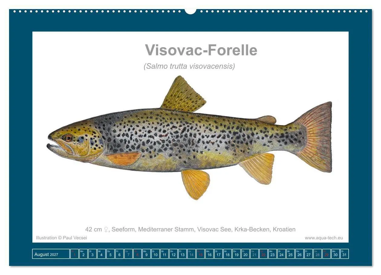 Bild: 9783516754124 | Fisch als Kunst 2027: Seeforellen (Wandkalender 2027 DIN A2 quer),...