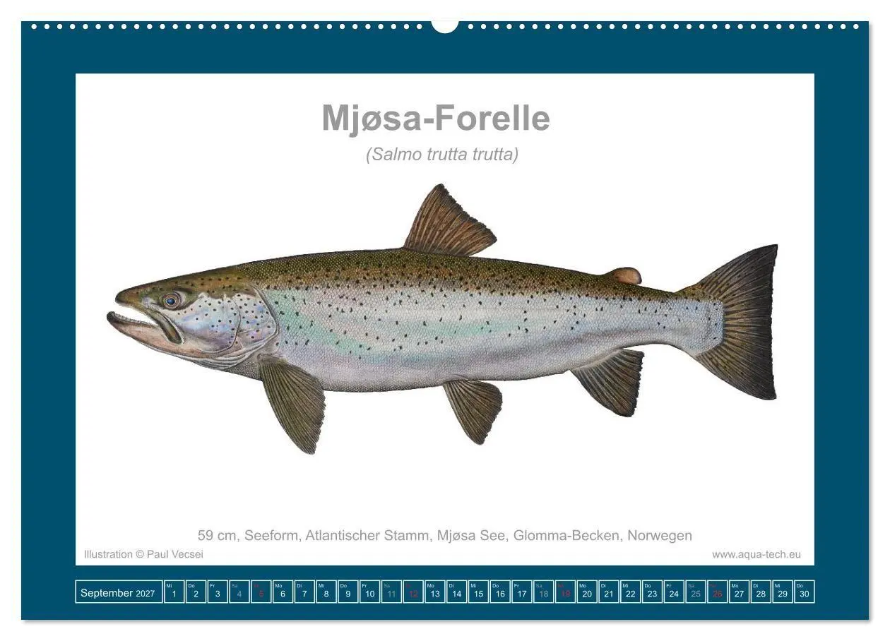Bild: 9783516754124 | Fisch als Kunst 2027: Seeforellen (Wandkalender 2027 DIN A2 quer),...