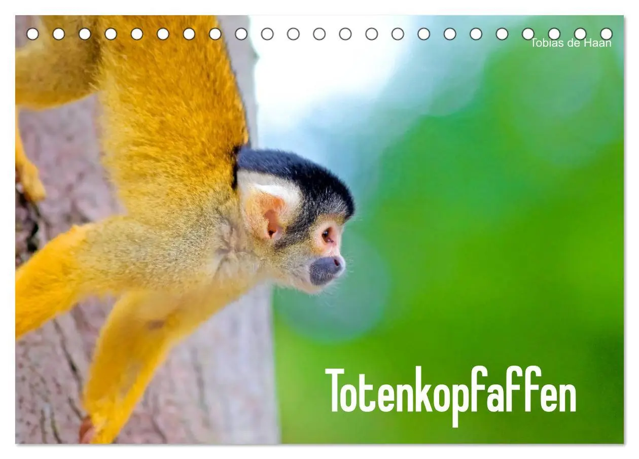 Cover: 9783457964224 | Totenkopfaffen (Tischkalender 2026 DIN A5 quer), CALVENDO...