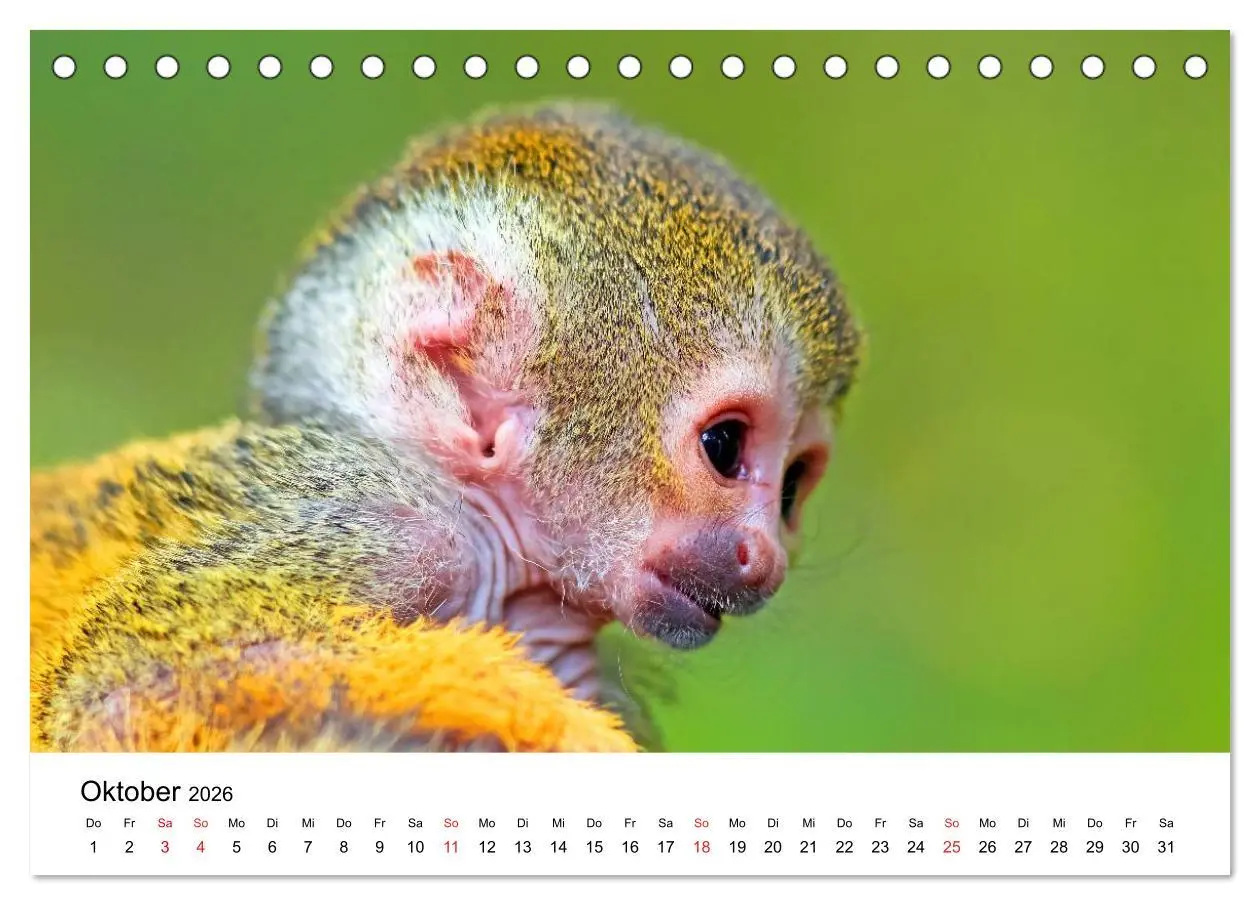 Bild: 9783457964224 | Totenkopfaffen (Tischkalender 2026 DIN A5 quer), CALVENDO...