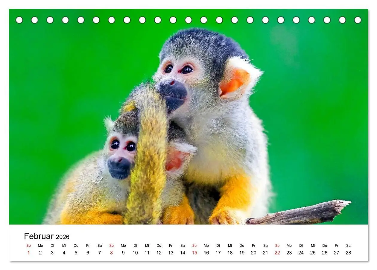 Bild: 9783457964224 | Totenkopfaffen (Tischkalender 2026 DIN A5 quer), CALVENDO...