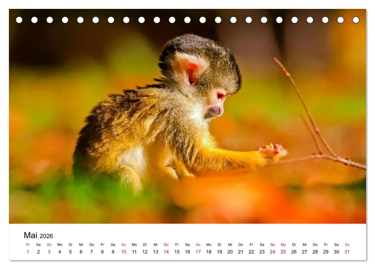 Bild: 9783457964224 | Totenkopfaffen (Tischkalender 2026 DIN A5 quer), CALVENDO...