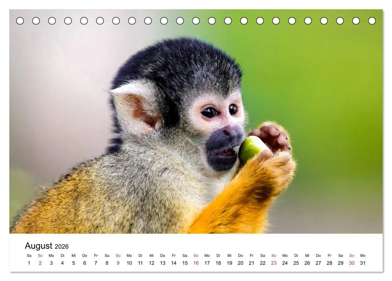 Bild: 9783457964224 | Totenkopfaffen (Tischkalender 2026 DIN A5 quer), CALVENDO...