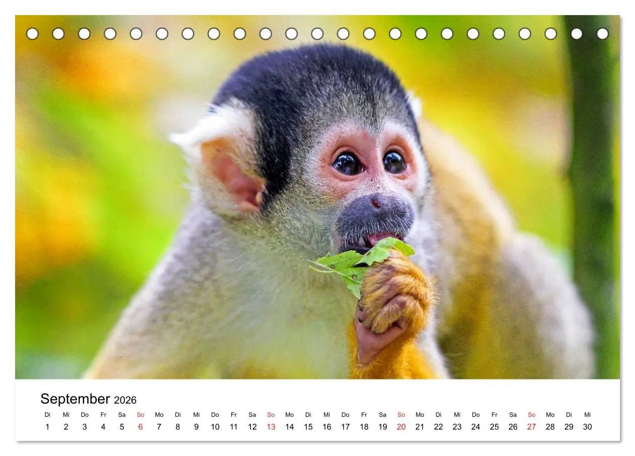 Bild: 9783457964224 | Totenkopfaffen (Tischkalender 2026 DIN A5 quer), CALVENDO...