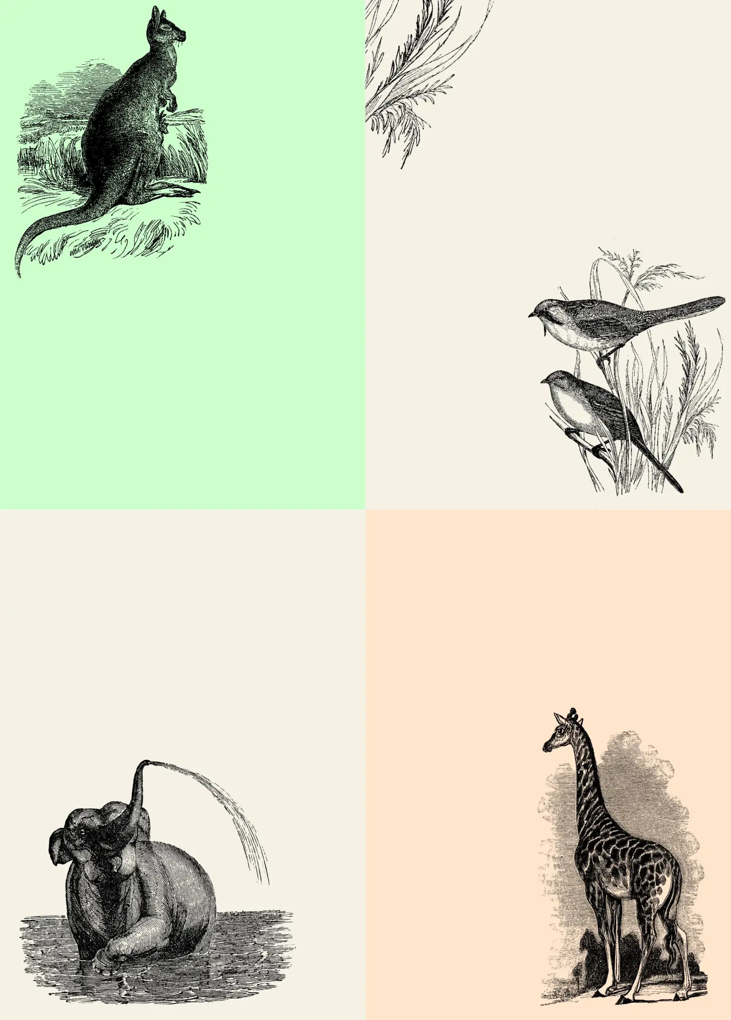 Bild: 9789460094224 | Natural History - Labels, Stickers &amp; Tape | Pepin van Roojen | Buch