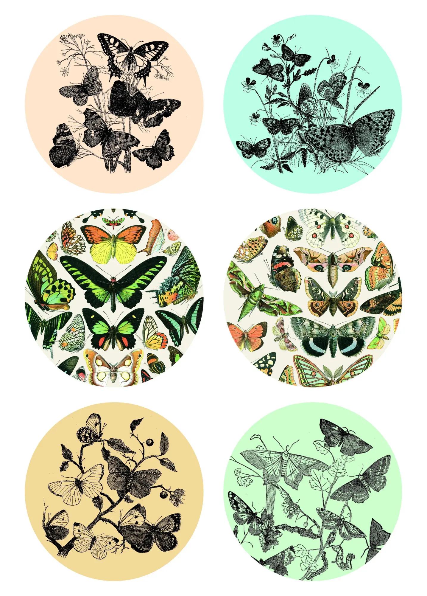 Bild: 9789460094224 | Natural History - Labels, Stickers &amp; Tape | Pepin van Roojen | Buch