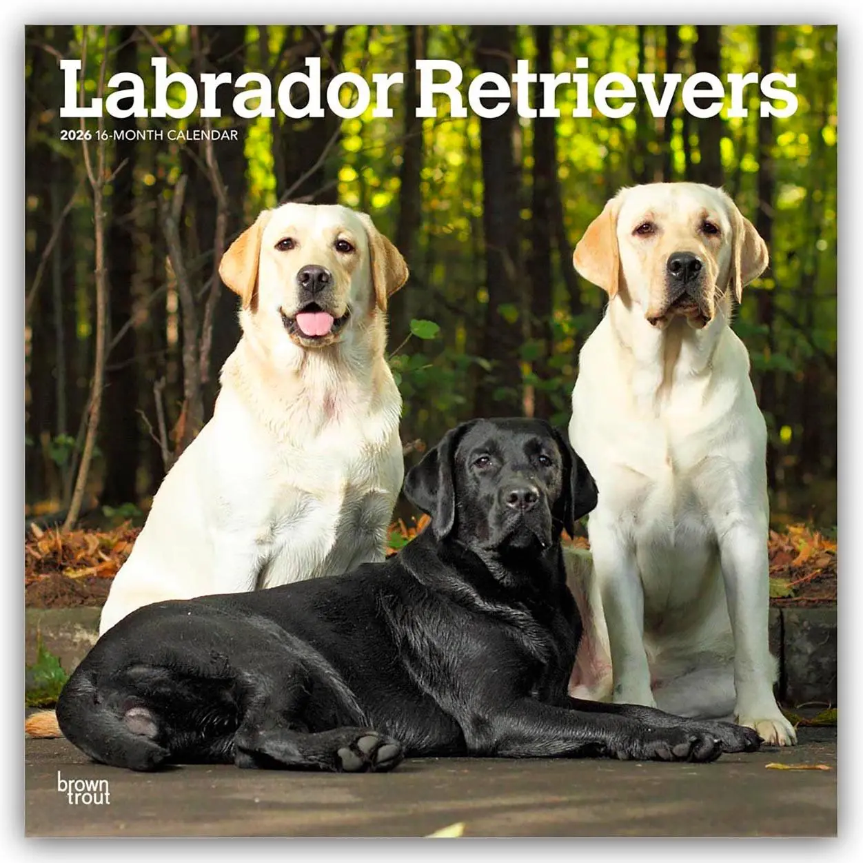 Cover: 9798330704224 | Labrador Retrievers - Labrador Retriever 2026 - 16-Monatskalender