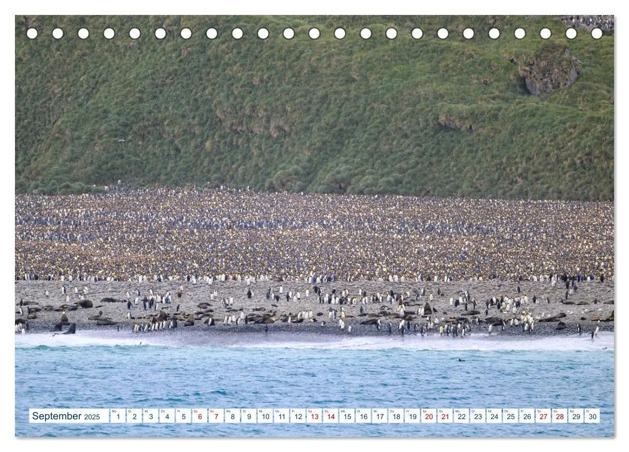 Bild: 9783383844324 | Südgeorgien - Abgelegenes Naturparadies (Tischkalender 2025 DIN A5...