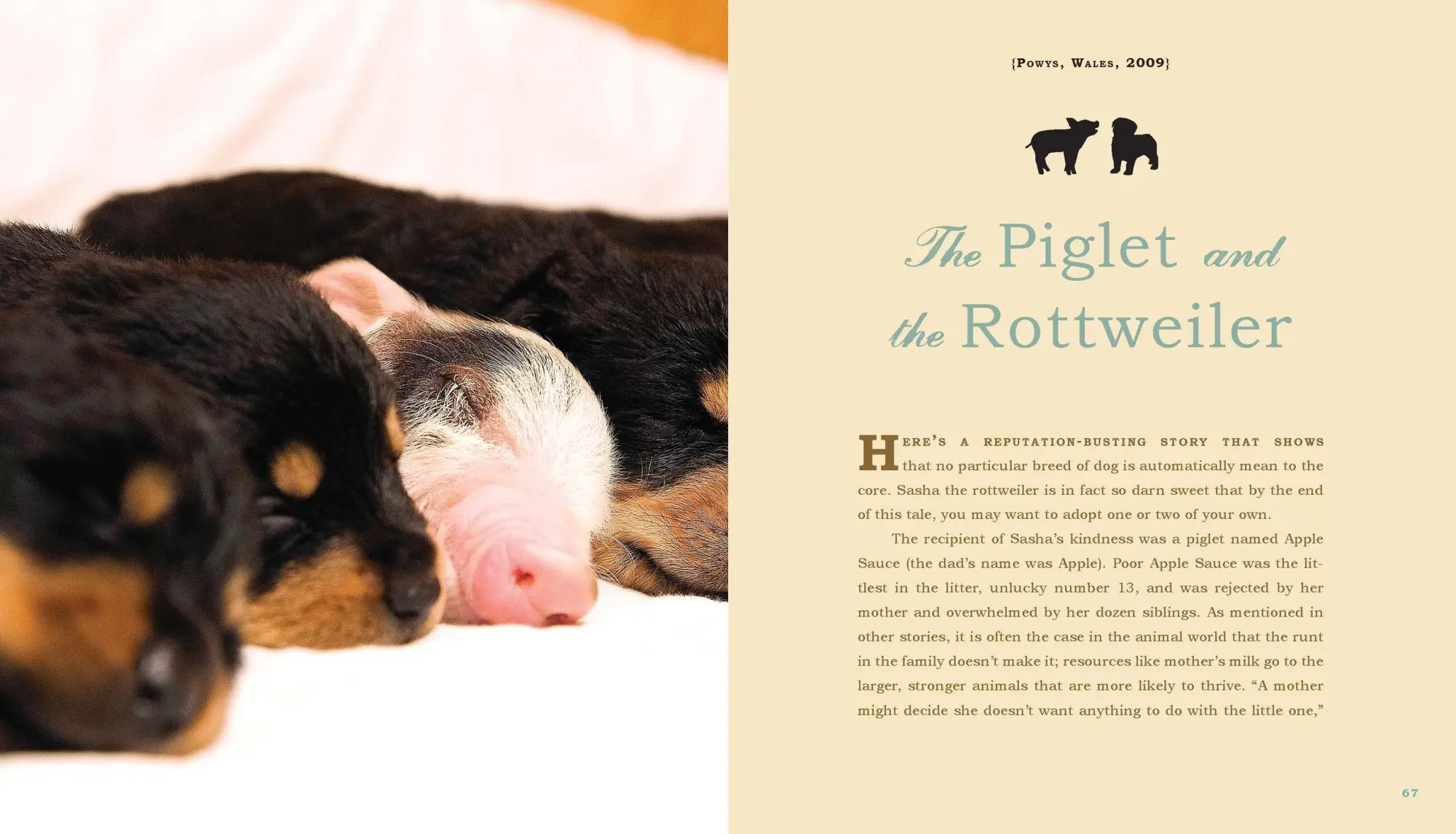 Bild: 9780761174424 | Unlikely Loves | 43 Heartwarming True Stories from the Animal Kingdom