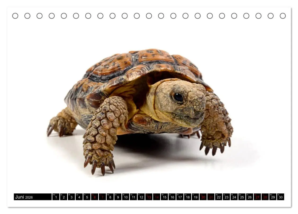 Bild: 9783457874424 | Amphibien und Reptilien (Tischkalender 2026 DIN A5 quer), CALVENDO...