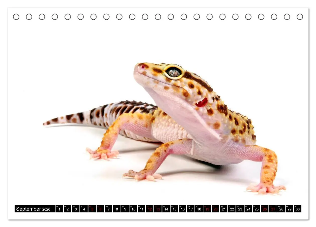 Bild: 9783457874424 | Amphibien und Reptilien (Tischkalender 2026 DIN A5 quer), CALVENDO...