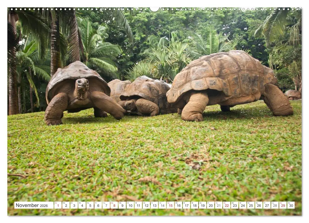 Bild: 9783516194524 | Mauritius (Wandkalender 2026 DIN A2 quer), CALVENDO Monatskalender