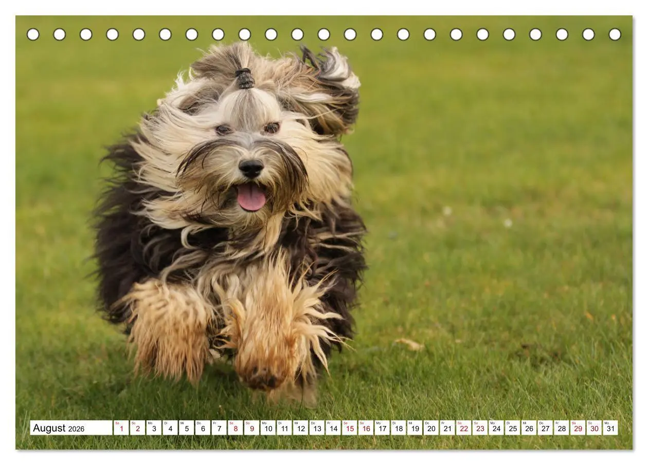 Bild: 9783457844724 | Havaneser - Wirbelwinde aus Kuba (Tischkalender 2026 DIN A5 quer),...