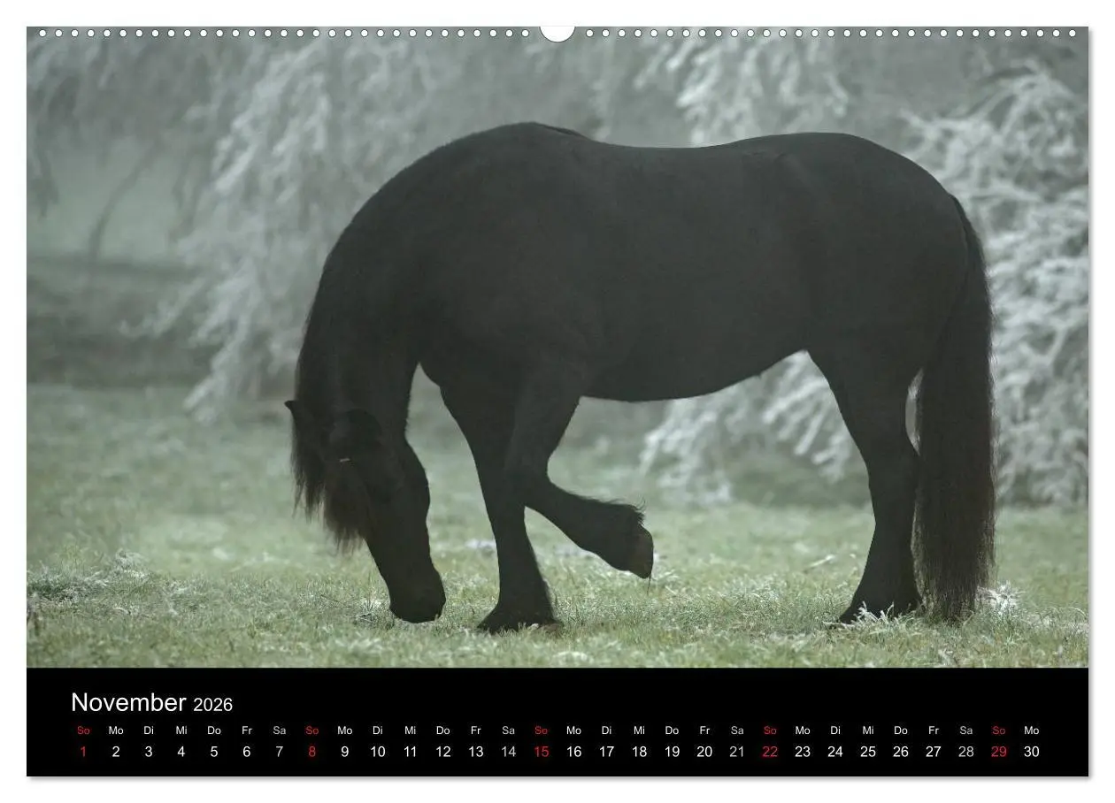 Bild: 9783516004724 | Friesen - Schönheit, Kraft und Eleganz (Wandkalender 2026 DIN A2...
