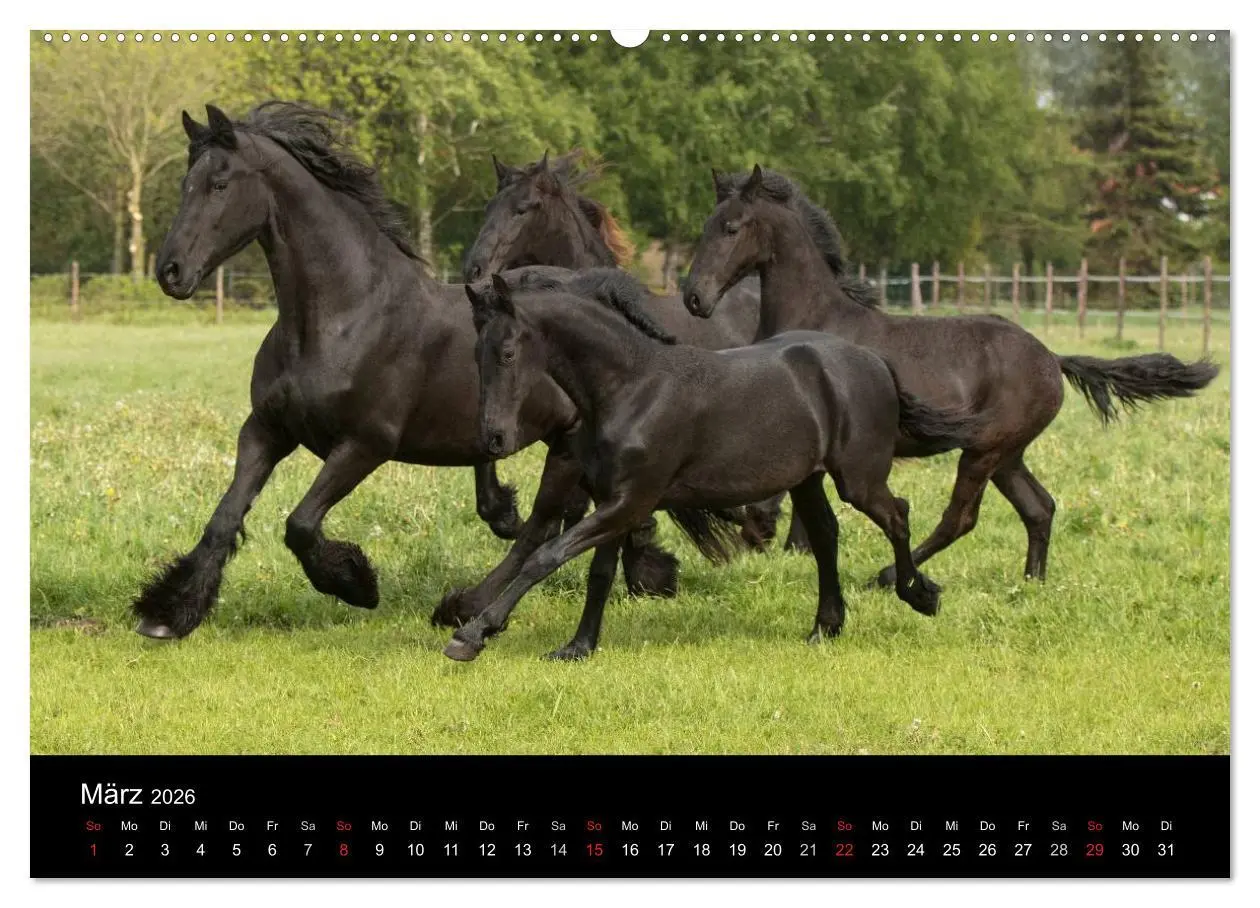 Bild: 9783516004724 | Friesen - Schönheit, Kraft und Eleganz (Wandkalender 2026 DIN A2...