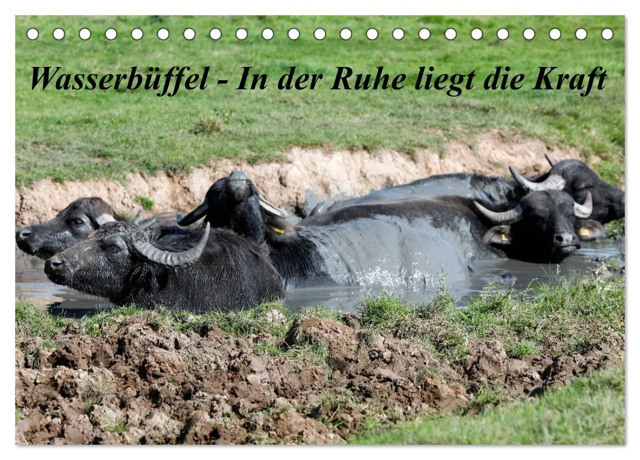 Cover: 9783457684924 | Wasserbüffel - In der Ruhe liegt die Kraft (Tischkalender 2026 DIN...