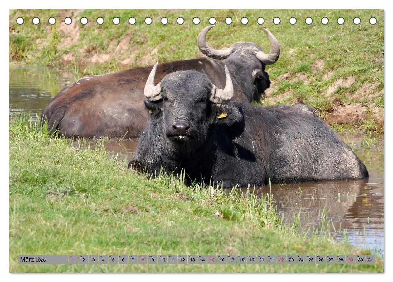 Bild: 9783457684924 | Wasserbüffel - In der Ruhe liegt die Kraft (Tischkalender 2026 DIN...
