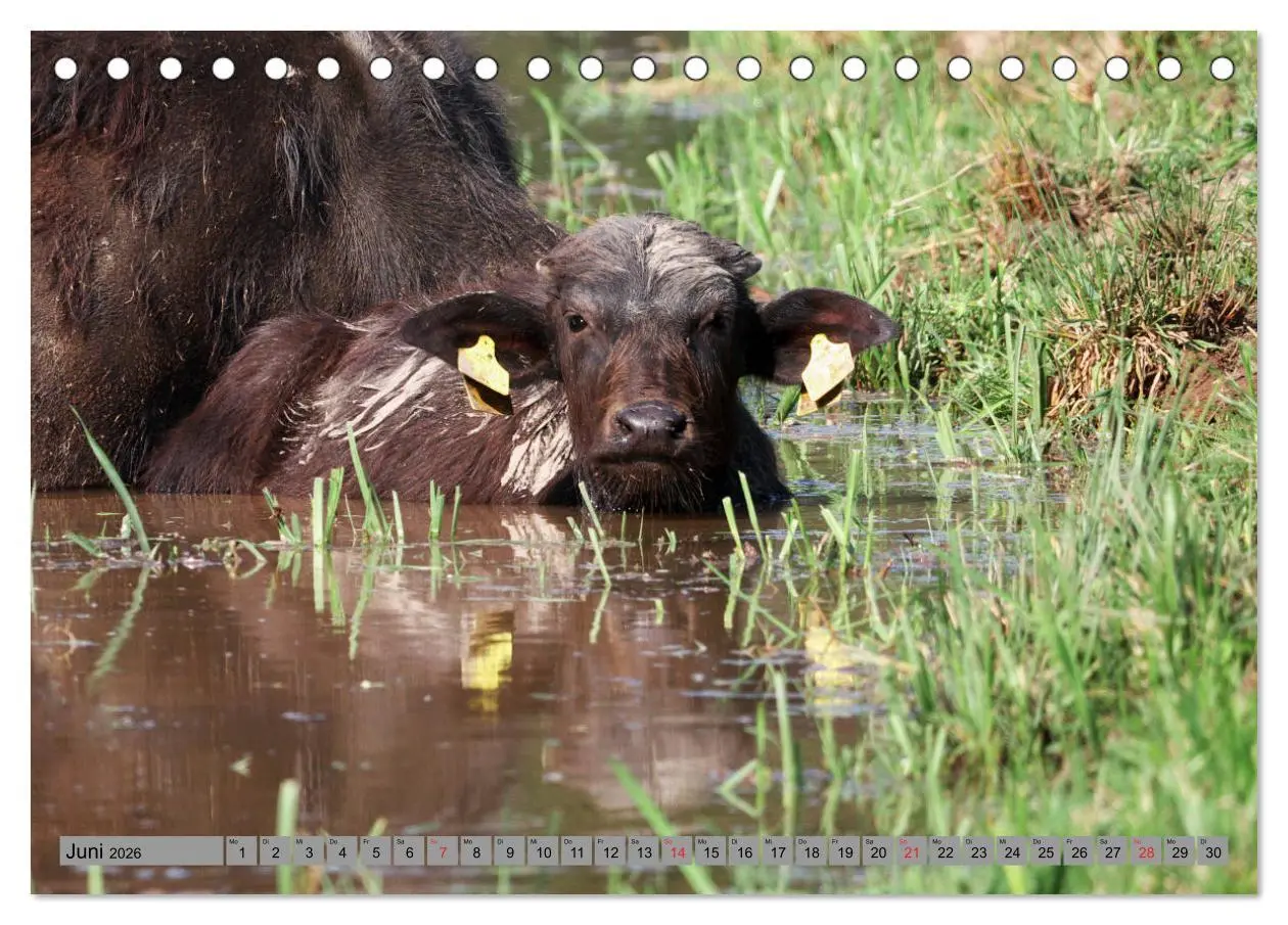 Bild: 9783457684924 | Wasserbüffel - In der Ruhe liegt die Kraft (Tischkalender 2026 DIN...