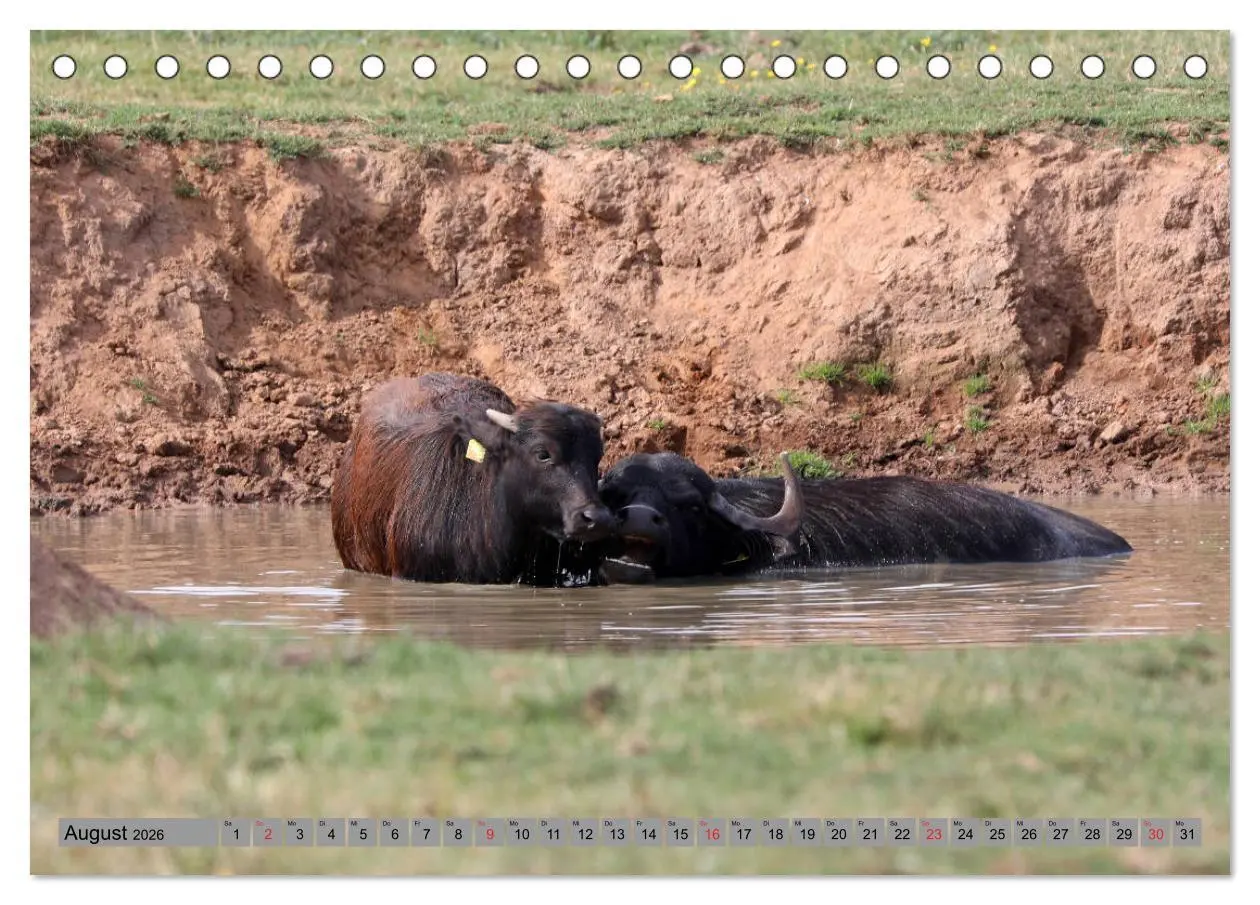 Bild: 9783457684924 | Wasserbüffel - In der Ruhe liegt die Kraft (Tischkalender 2026 DIN...