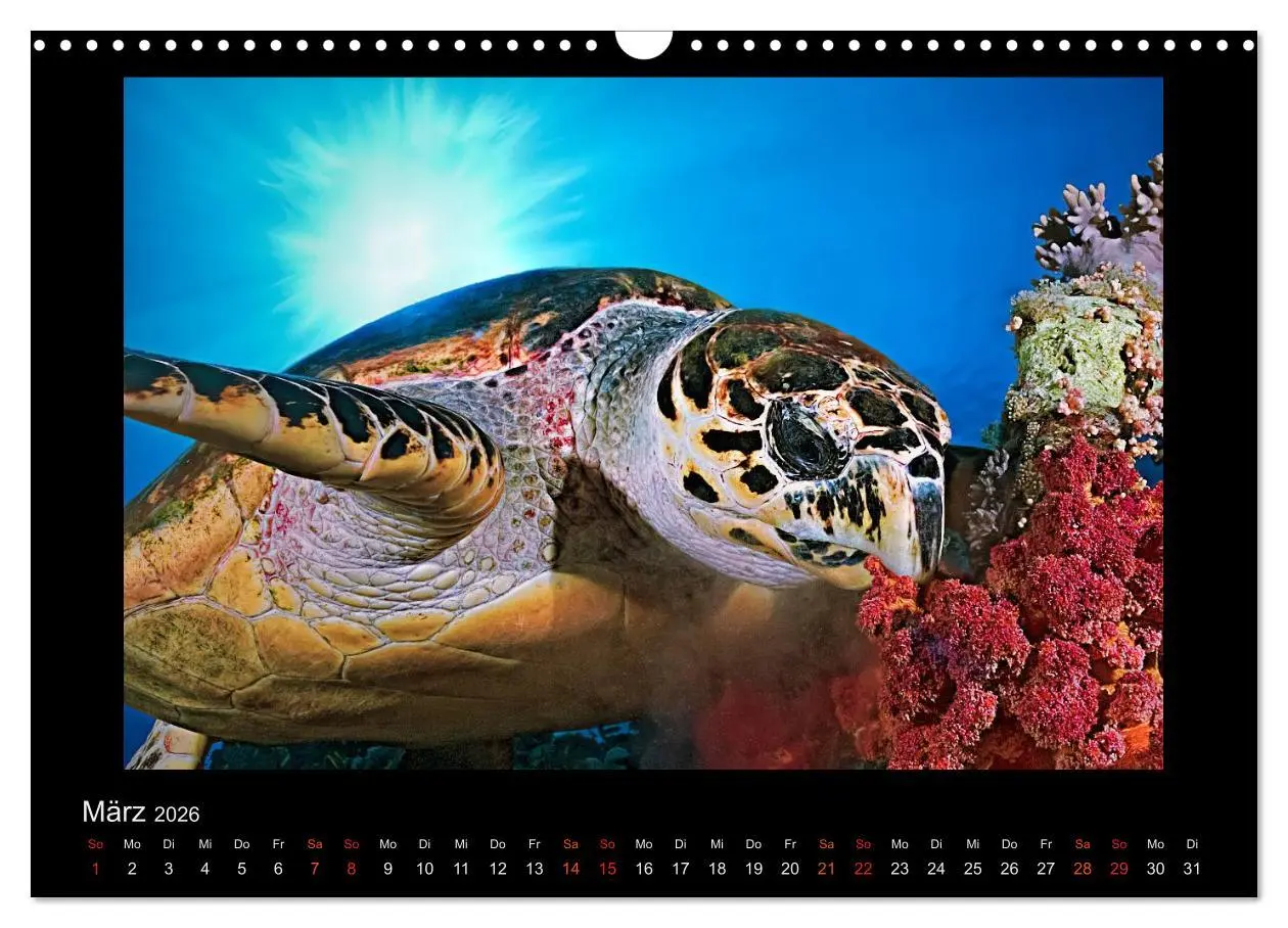 Bild: 9783516154924 | Ocean-Art / CH-Version (Wandkalender 2026 DIN A3 quer), CALVENDO...