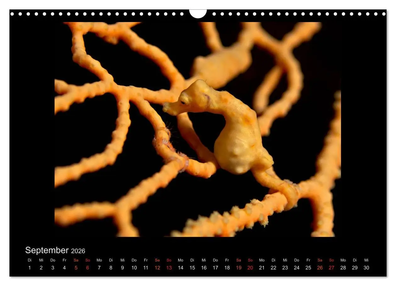 Bild: 9783516154924 | Ocean-Art / CH-Version (Wandkalender 2026 DIN A3 quer), CALVENDO...