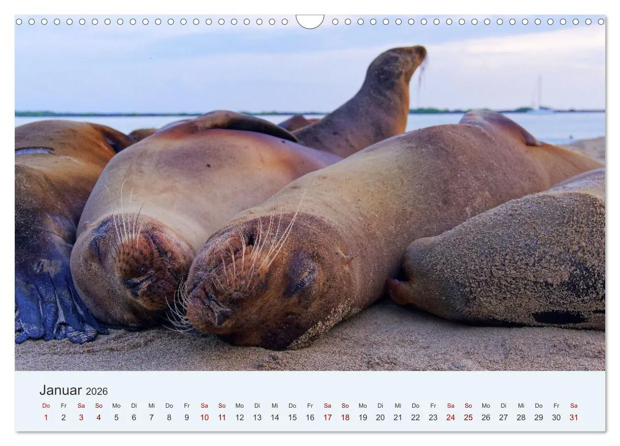 Bild: 9783457405024 | Entdecke Galapagos (Wandkalender 2026 DIN A3 quer), CALVENDO...